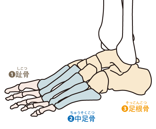 図:足骨格