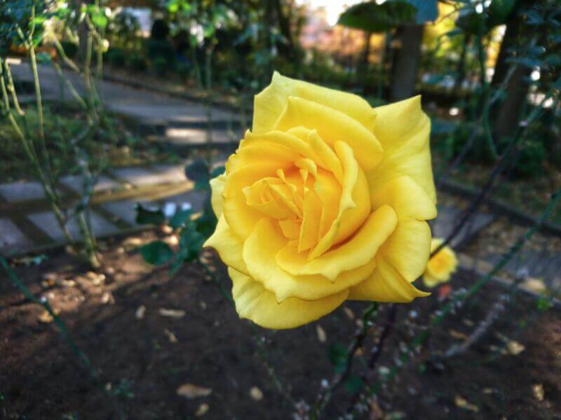 相模原北公園の薔薇