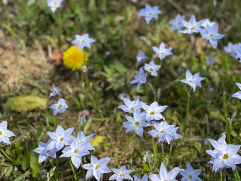 香取神宮の花ニラ