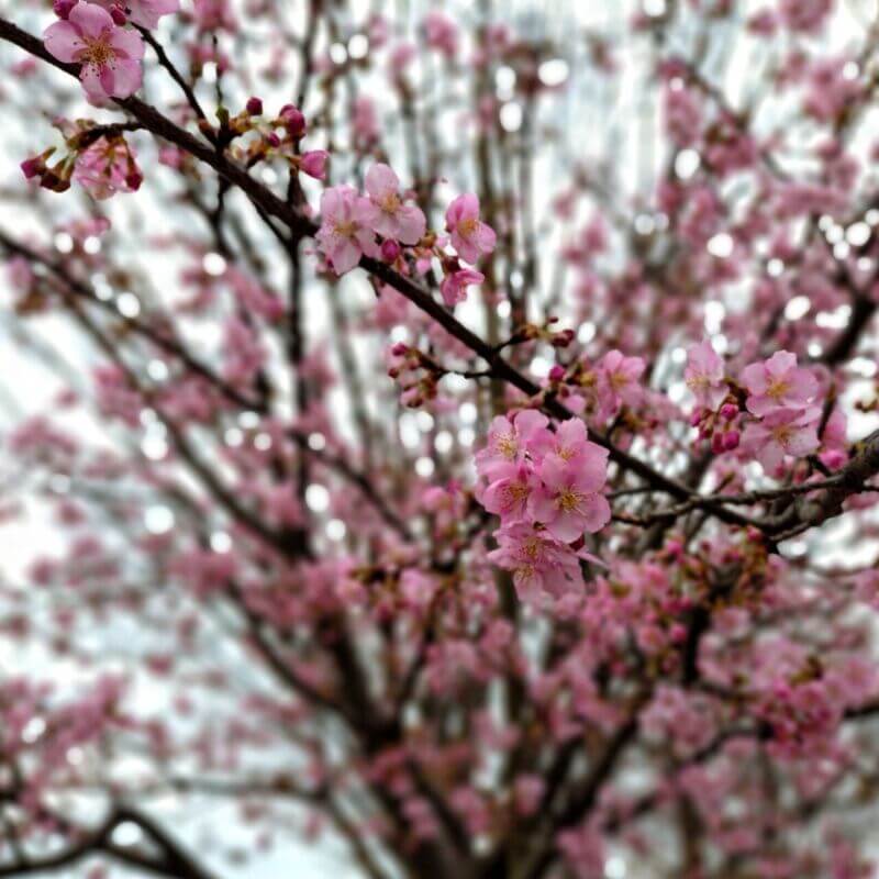 新河岸川沿いの河津桜