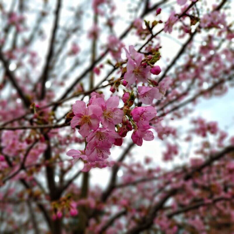 新河岸川沿いの河津桜