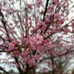 新河岸川沿いの河津桜