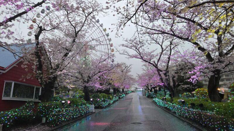 お花見に行きました！