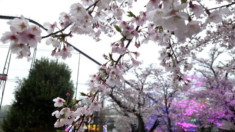 よみうりランド 桜