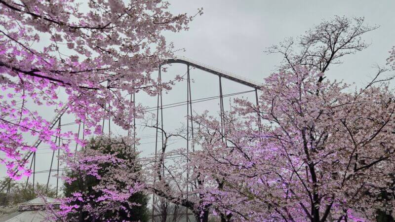 よみうりランド 桜