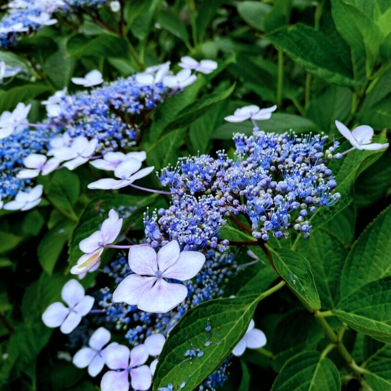 新河岸川の紫陽花