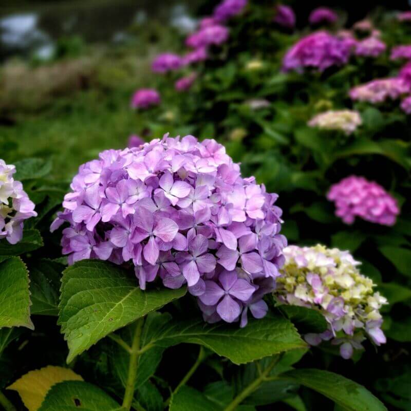 新河岸川の紫陽花