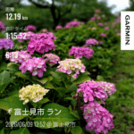 新河岸川の紫陽花