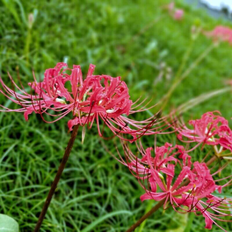 いろは親水公園の彼岸花