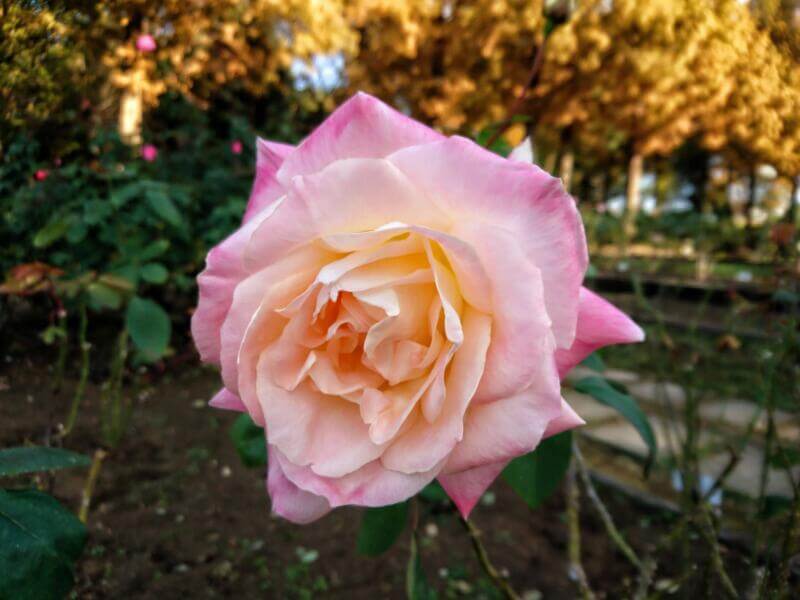 相模原北公園の薔薇