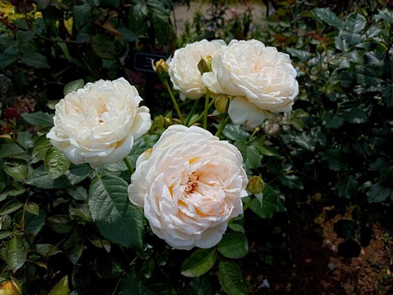 港の見える丘公園の薔薇