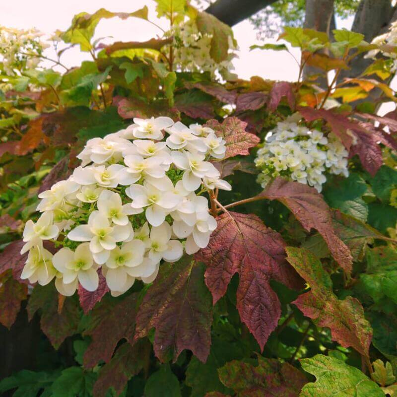 小山内裏公園の紫陽花