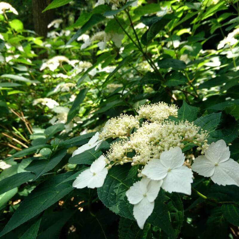 小山内裏公園の紫陽花