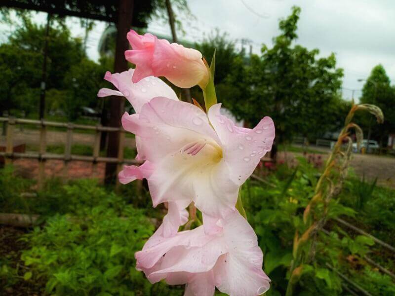 小山内裏公園のグラジオラス