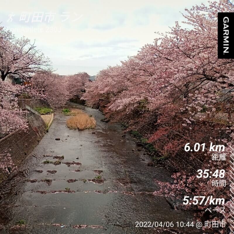 恩田川の桜