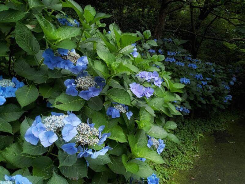 小山内裏公園の紫陽花