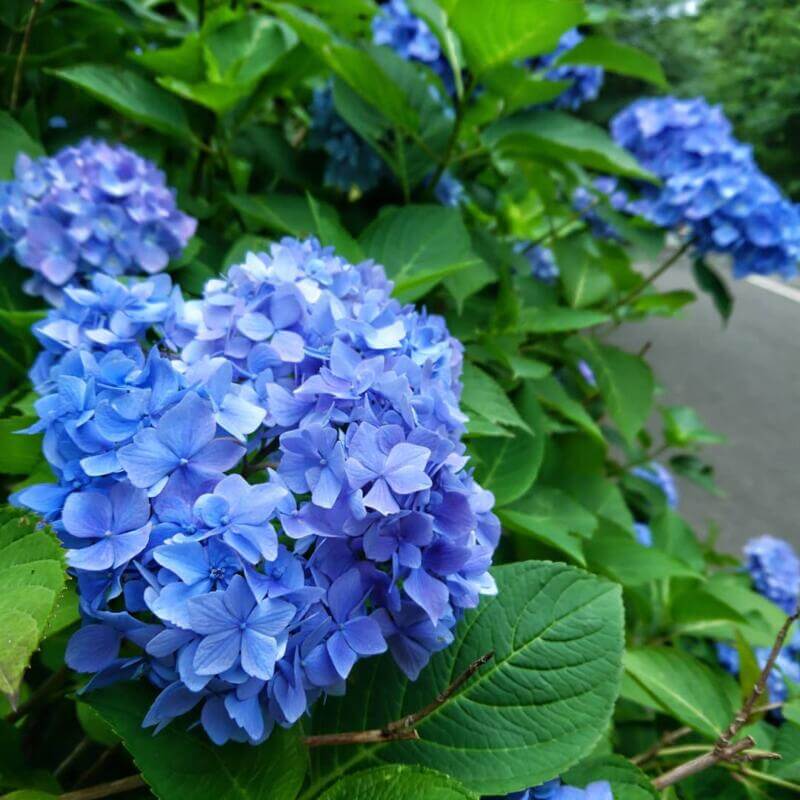 小山内裏公園の紫陽花