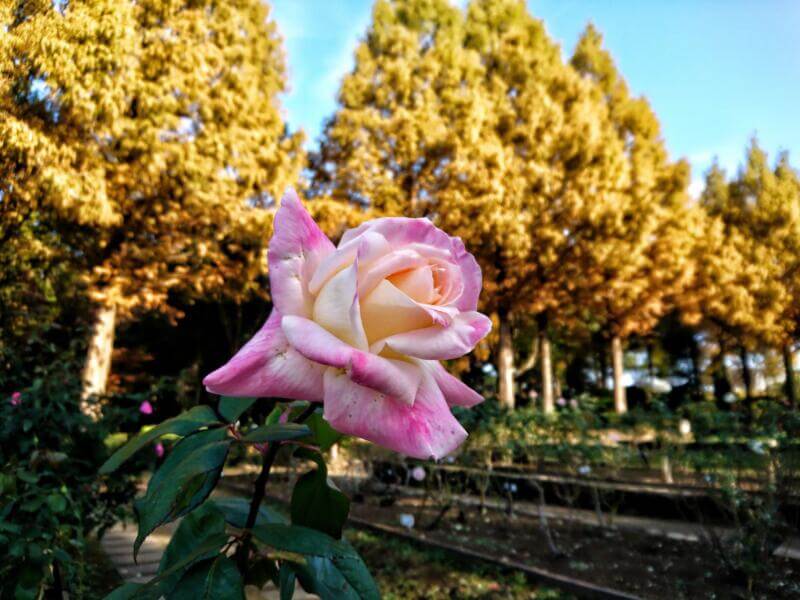 相模原北公園の薔薇