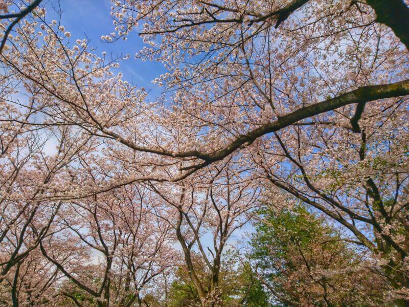 相模原公園の桜