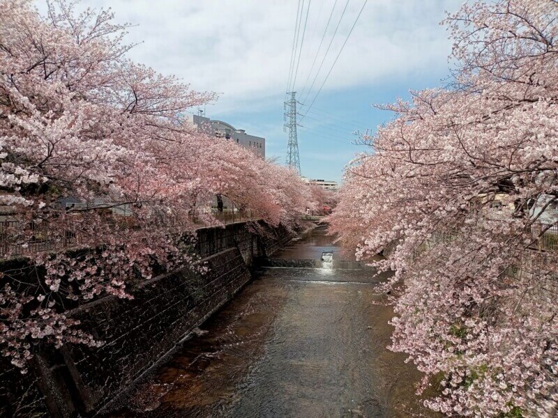 恩田川の桜