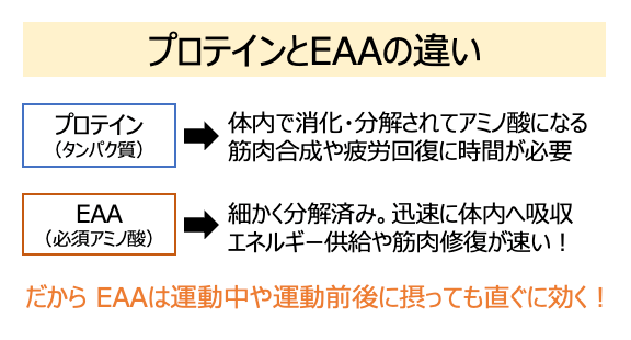 プロテインとEAAの違い