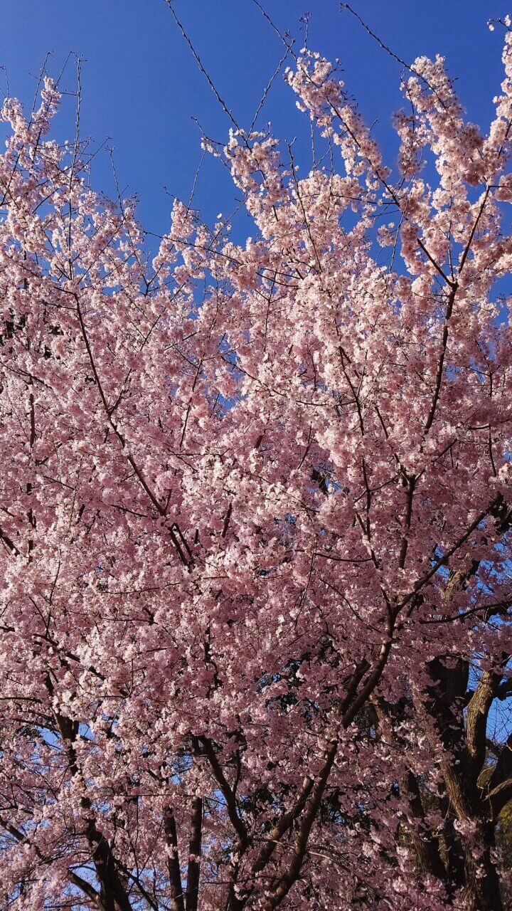 お花見ウォーキングin上野公園