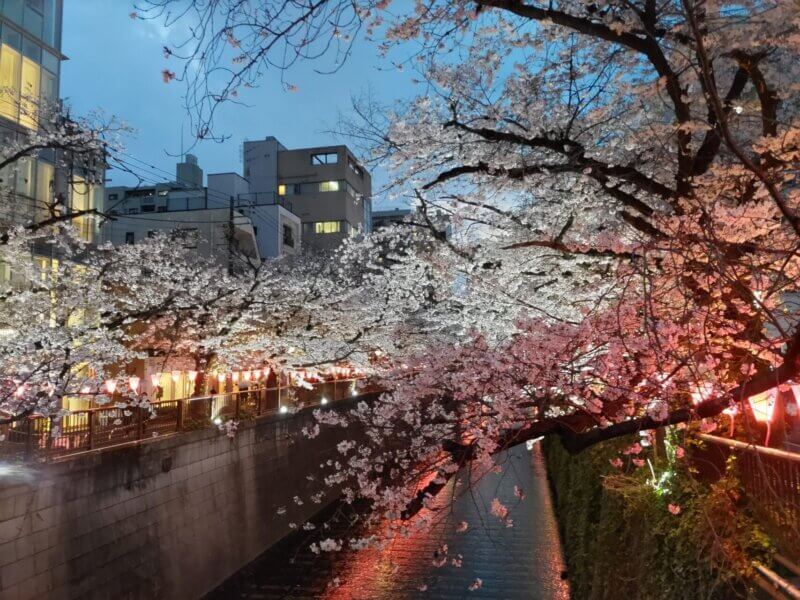 目黒川沿いの桜