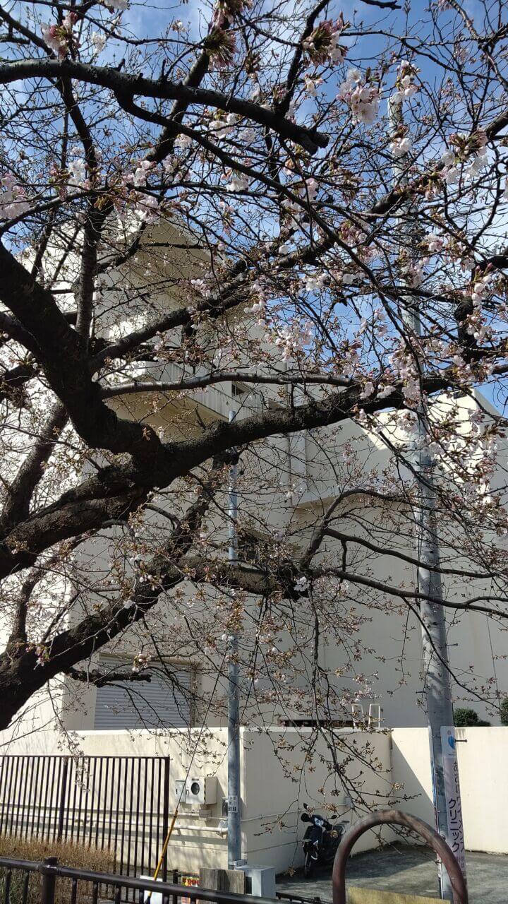 桜