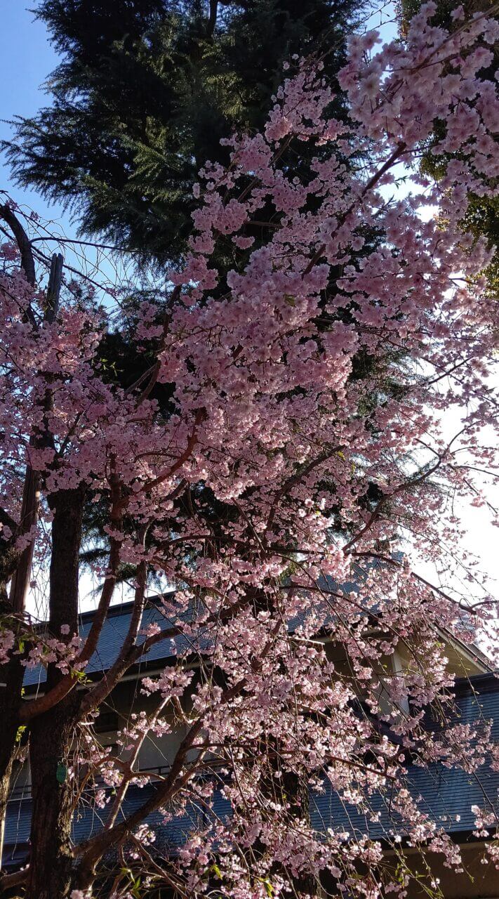 桜