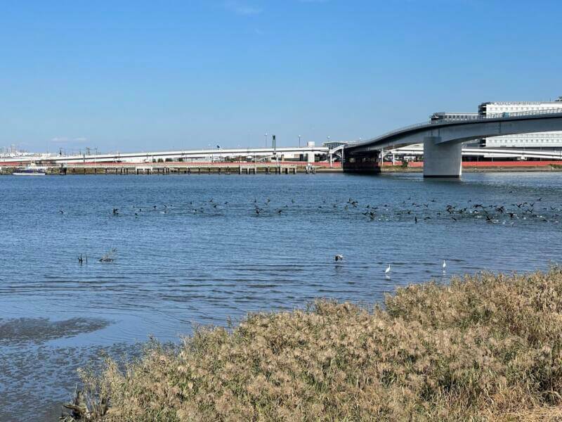 鳥たちが羽ばたく、対岸に羽田空港