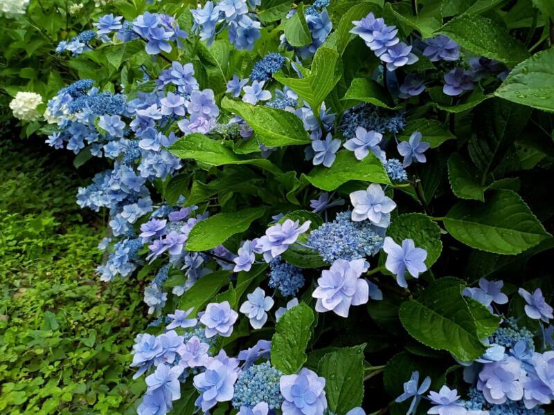 小山内裏公園の紫陽花