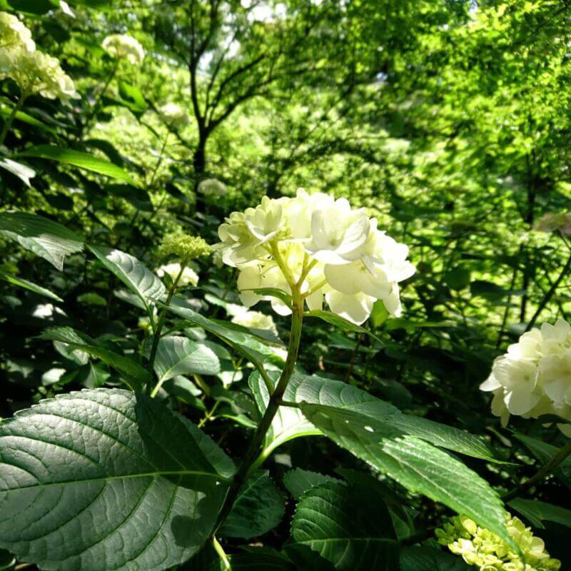 小山内裏公園の紫陽花