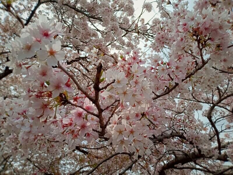 境川の桜