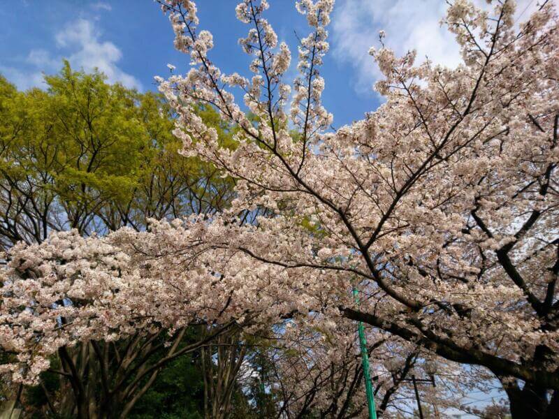 淵野辺公園の桜