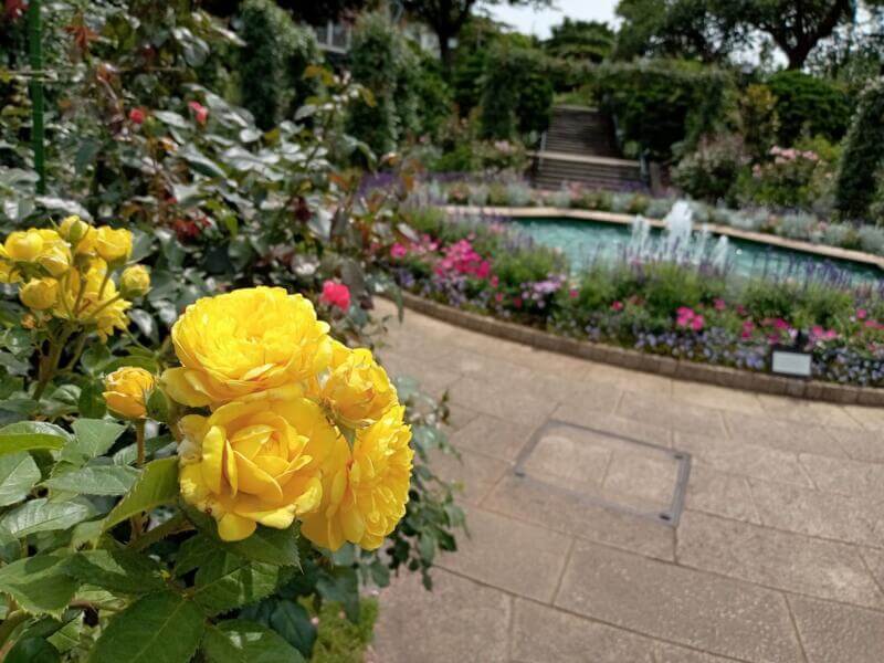 港の見える丘公園の薔薇