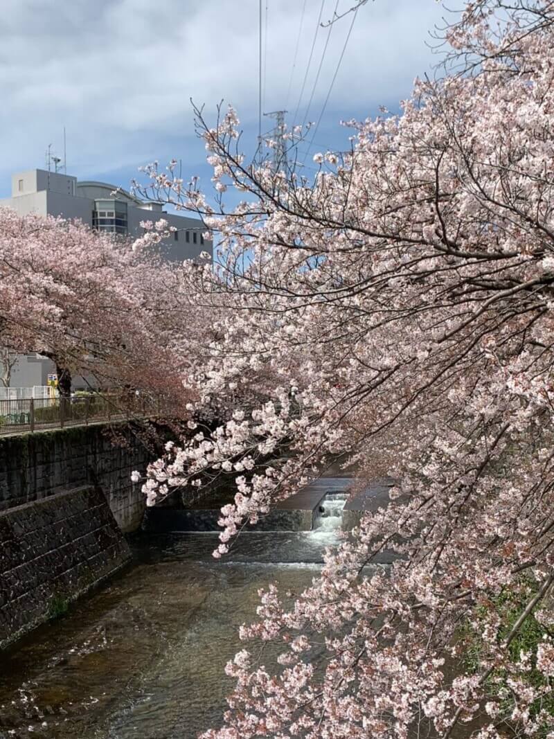 きくりんRUN⑦町田恩田川沿いお花見RUN