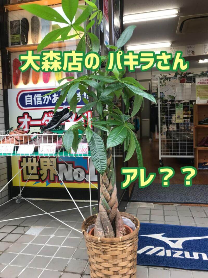 大森店のパキラさんに…！