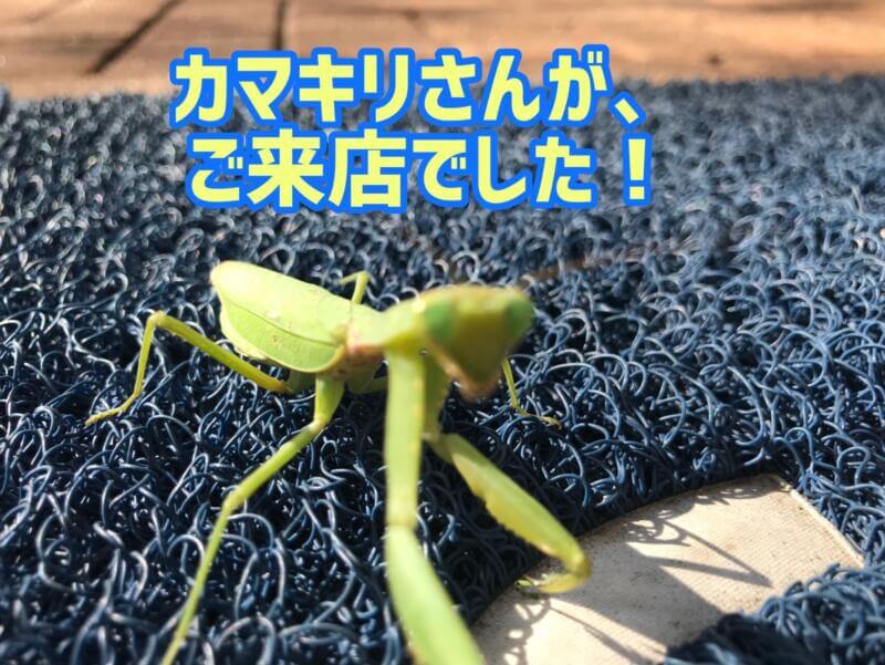 秋 カマキリ